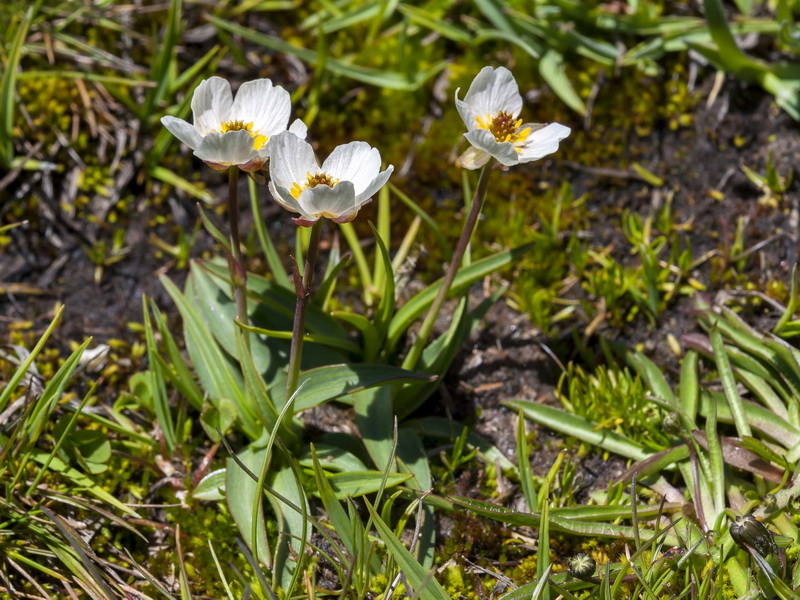 Ranunculus angustifolius alismoides.02