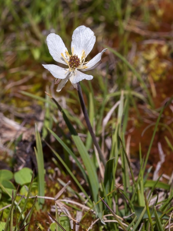 Ranunculus angustifolius alismoides.03