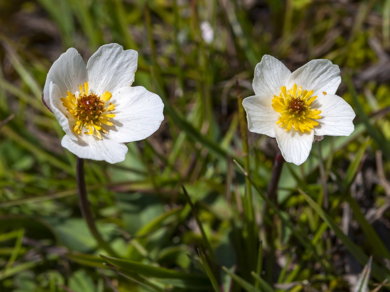 Ranunculus angustifolius alismoides.04