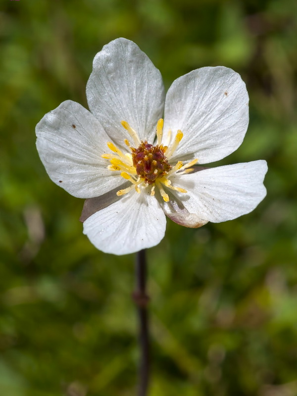 Ranunculus angustifolius alismoides.05