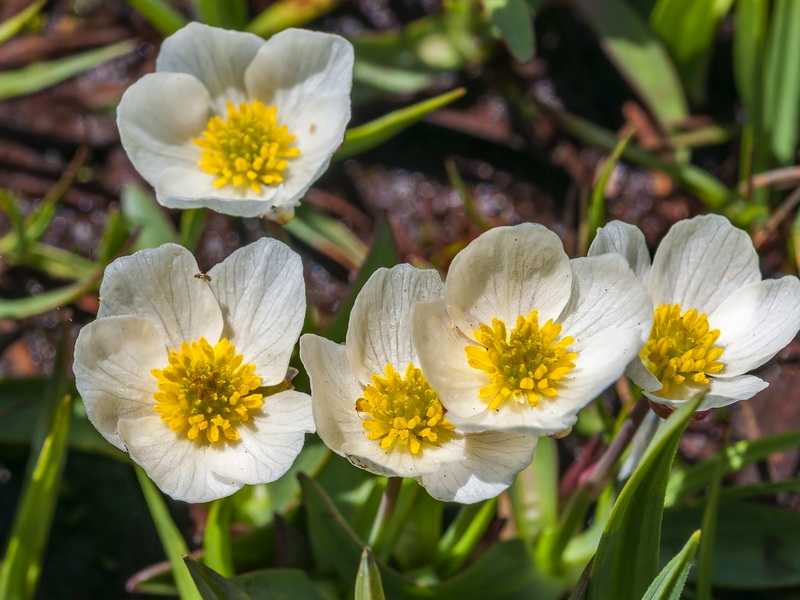 Ranunculus angustifolius alismoides.07