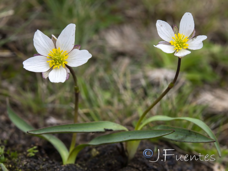 Ranunculus angustifolius uniflorus.04