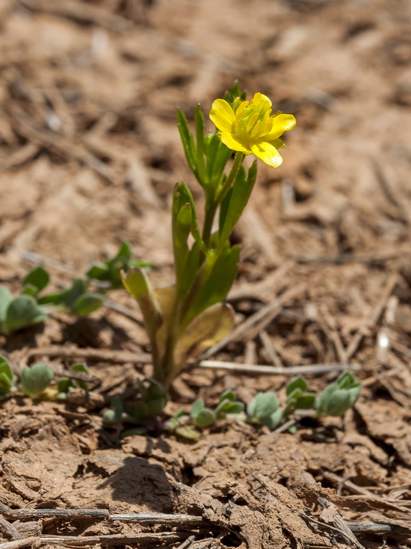 Ranunculus arvensis.01