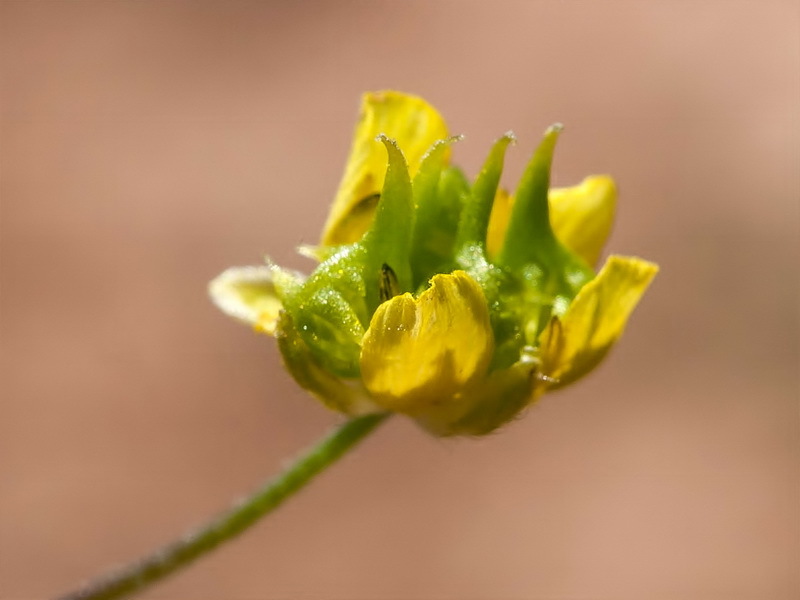 Ranunculus arvensis.13