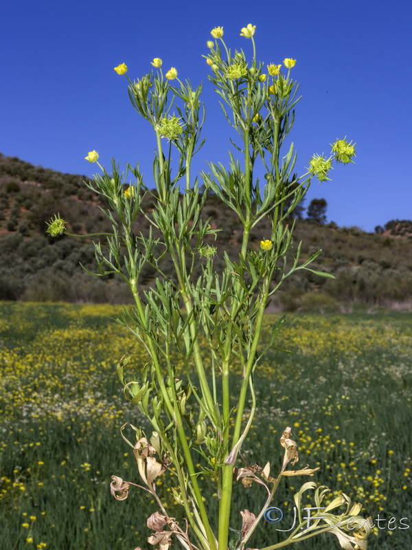 Ranunculus arvensis.17