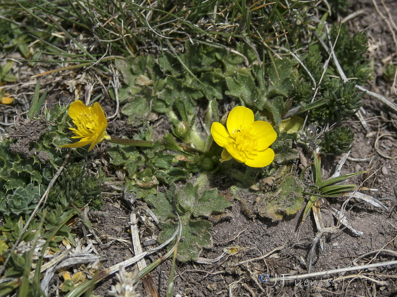 Ranunculus bulbosus.01