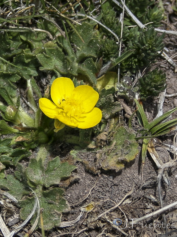Ranunculus bulbosus.02