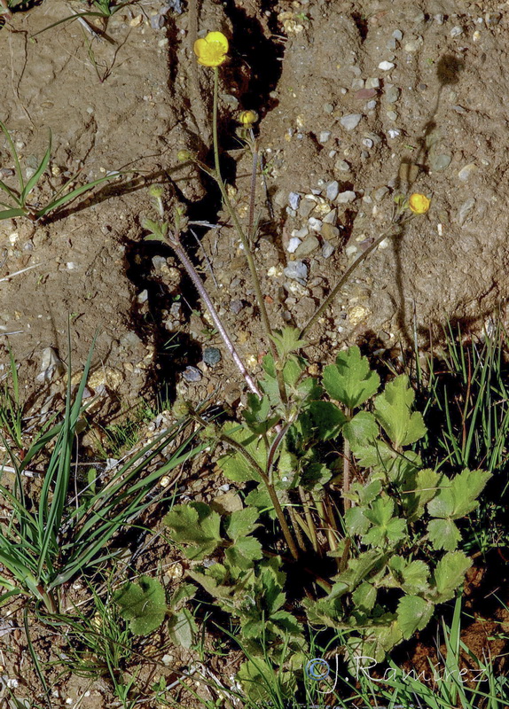 Ranunculus bulbosus aleae.01