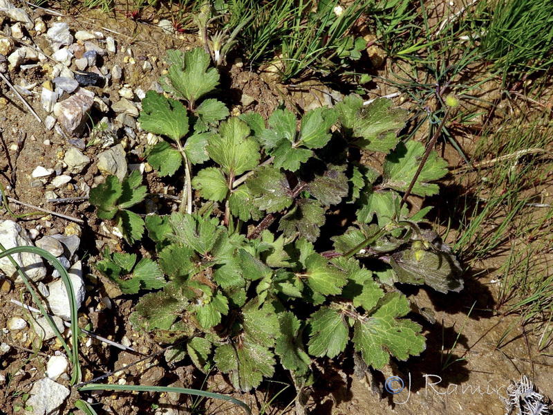 Ranunculus bulbosus aleae.02