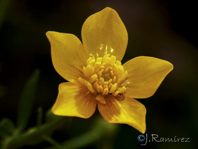 Ranunculus bulbosus aleae.04