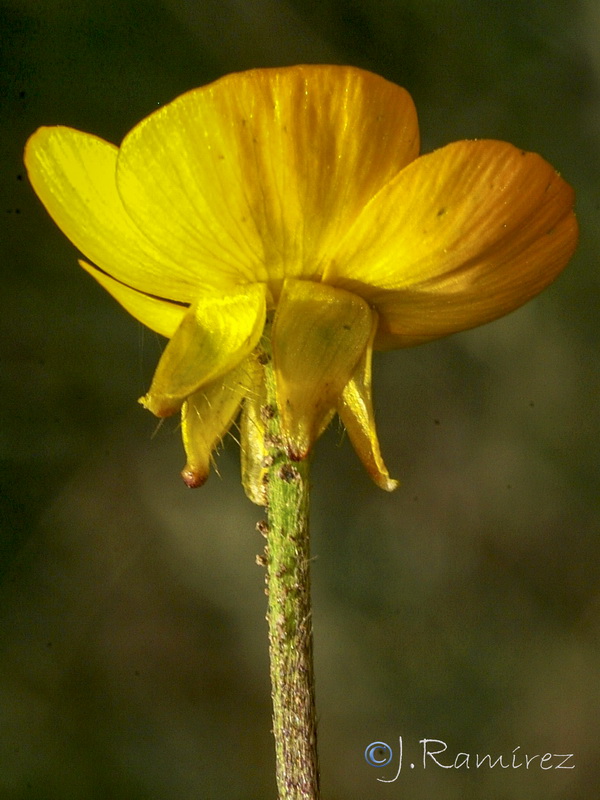 Ranunculus bulbosus aleae.05