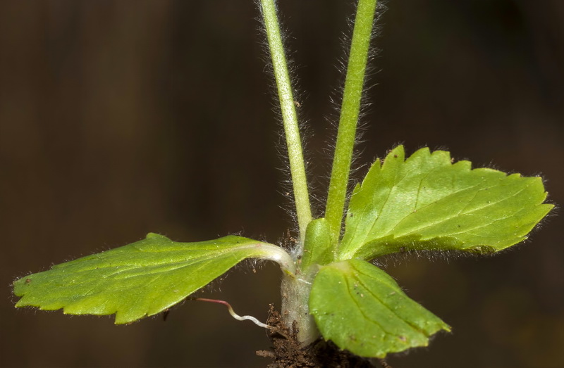 Ranunculus bullatus.06