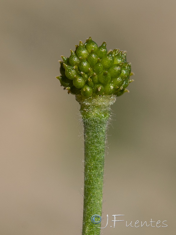 Ranunculus bullatus.16