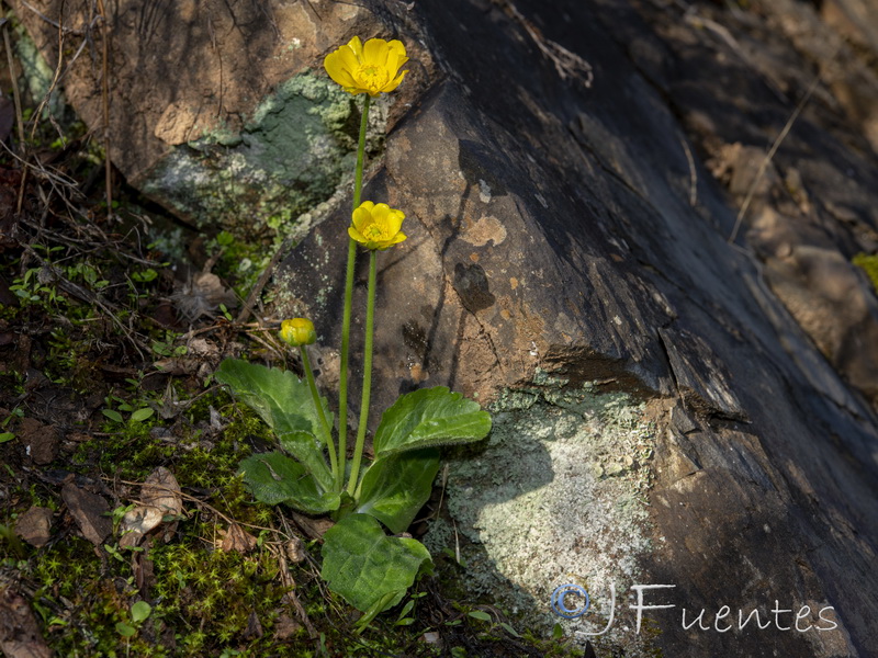 Ranunculus bullatus.17