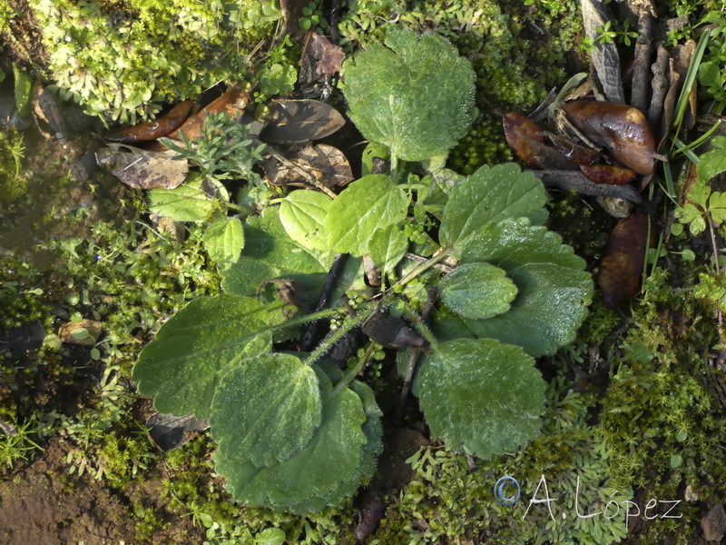 Ranunculus bullatus.19