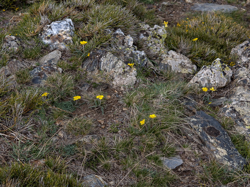 Ranunculus cherubicus girelai.01