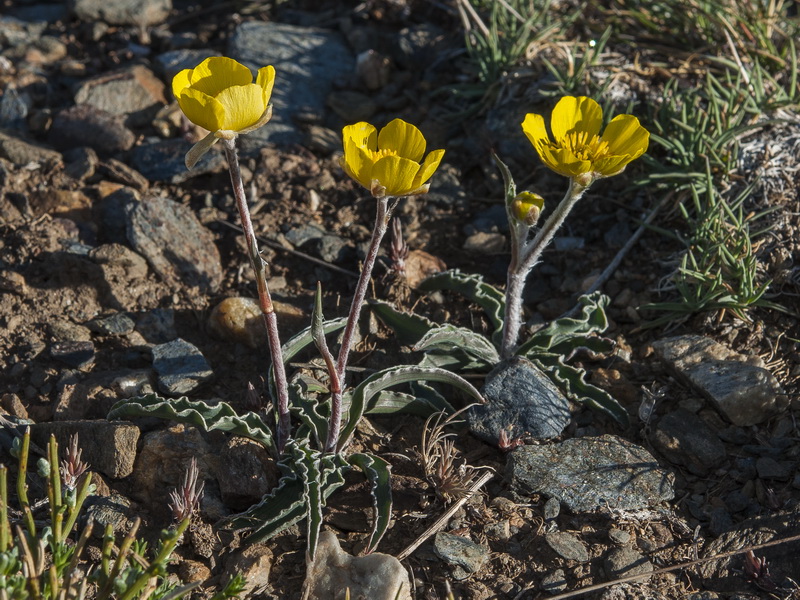 Ranunculus cherubicus girelai.05