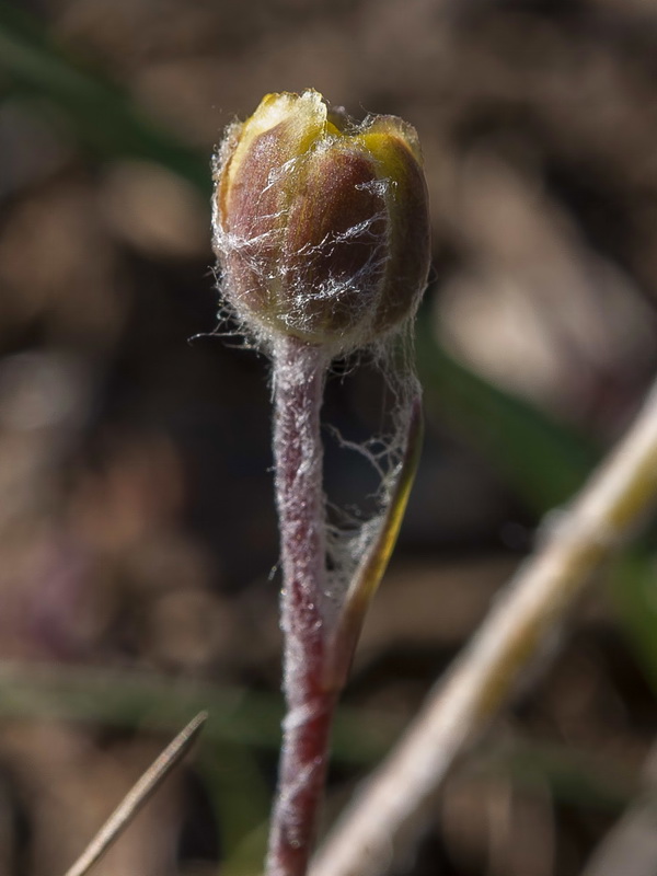 Ranunculus cherubicus girelai.21