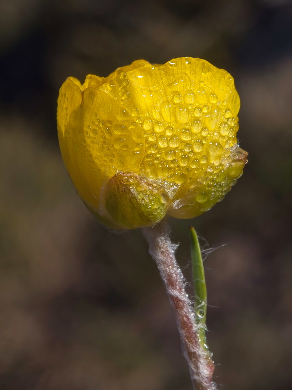 Ranunculus cherubicus girelai.22