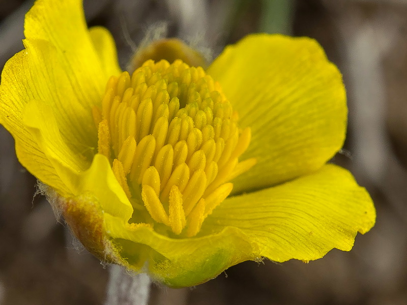 Ranunculus cherubicus girelai.26