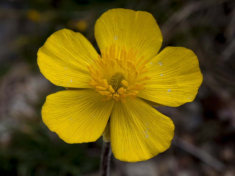 Ranunculus cherubicus girelai.27