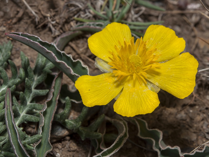 Ranunculus cherubicus girelai.28