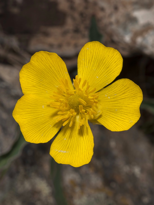 Ranunculus cherubicus girelai.29