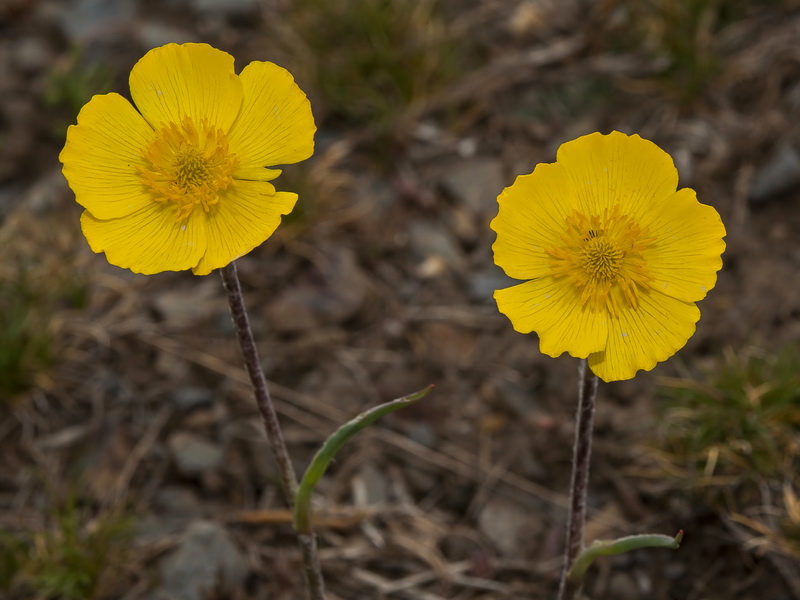 Ranunculus cherubicus girelai.30