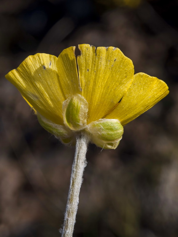 Ranunculus cherubicus girelai.31