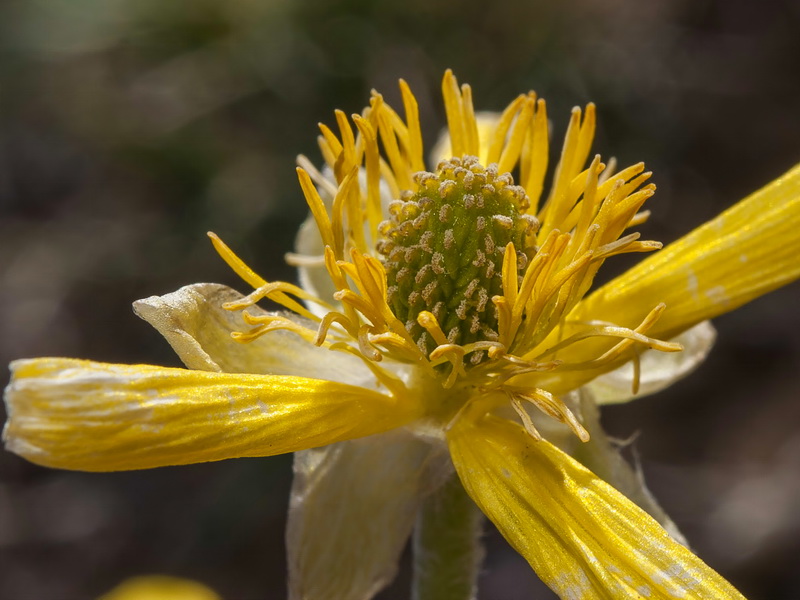 Ranunculus cherubicus girelai.32