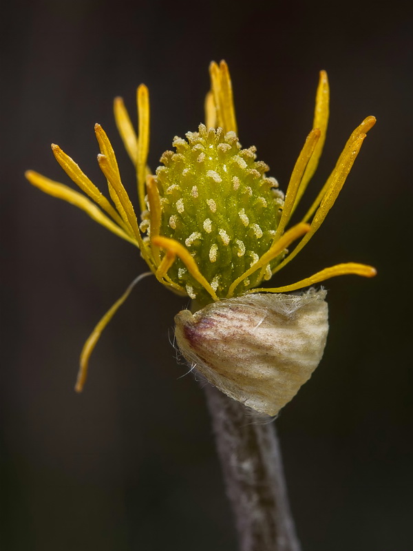 Ranunculus cherubicus girelai.33