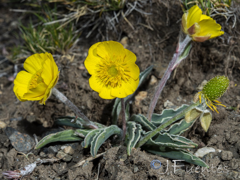 Ranunculus cherubicus girelai.37