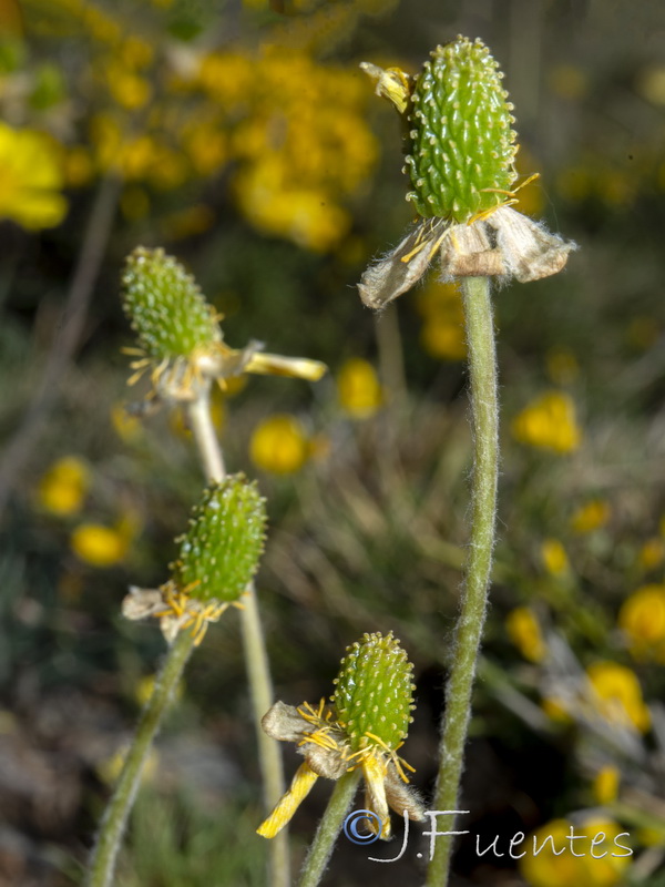 Ranunculus cherubicus girelai.39