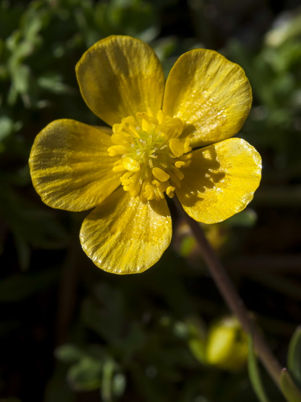 Ranunculus demissus.18