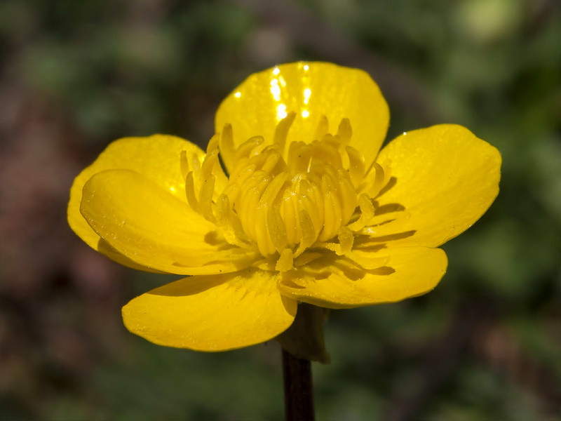 Ranunculus demissus.20