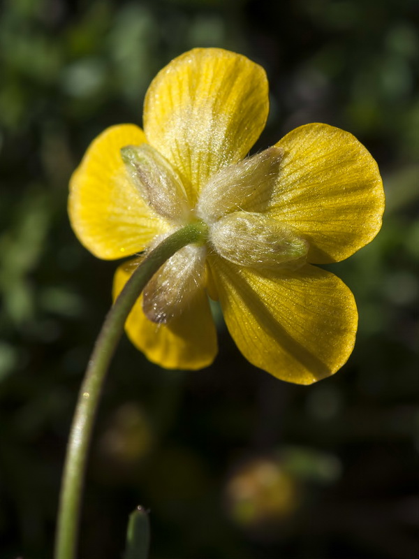 Ranunculus demissus.23