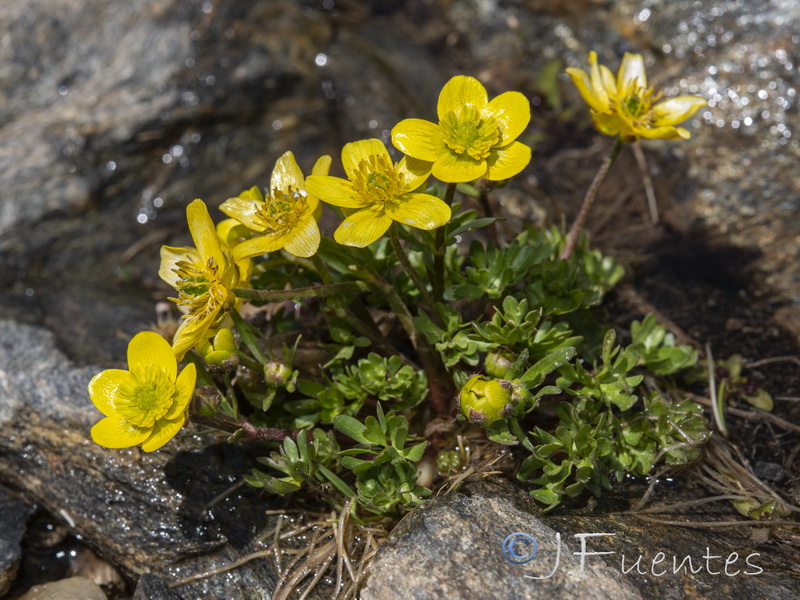 Ranunculus demissus