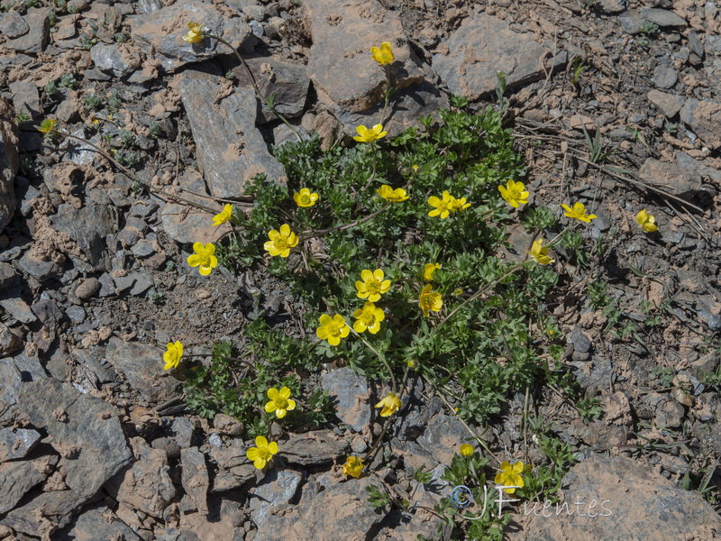 Ranunculus demissus.05