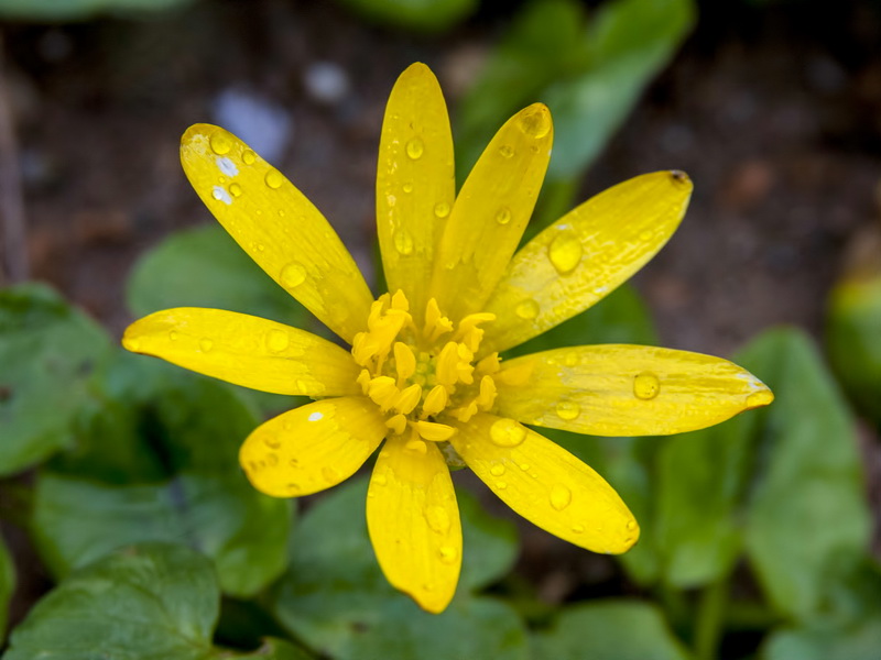 Ranunculus ficaria ficaria.12