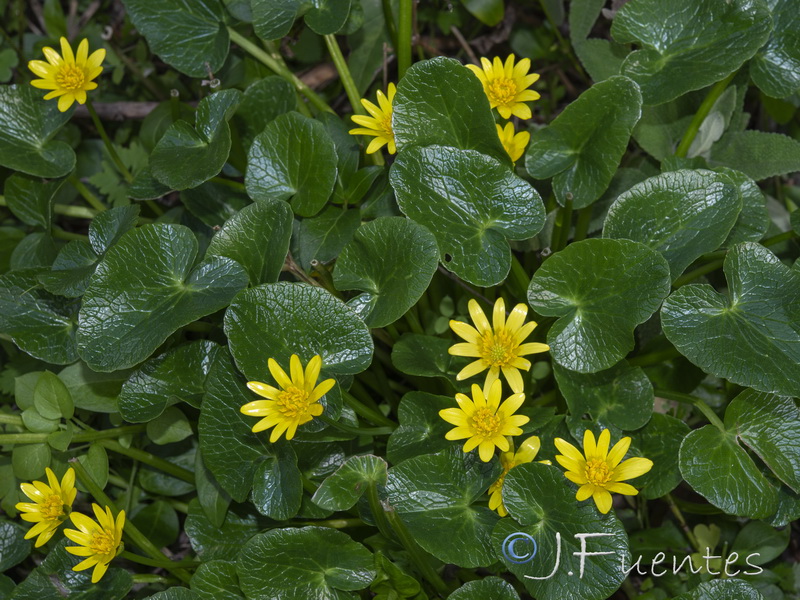 Ranunculus ficaria ficaria.18