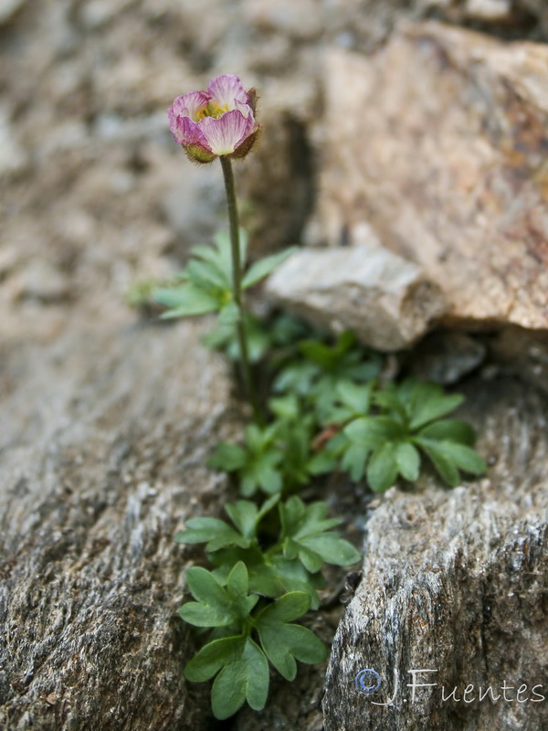 Ranunculus glacialis.02