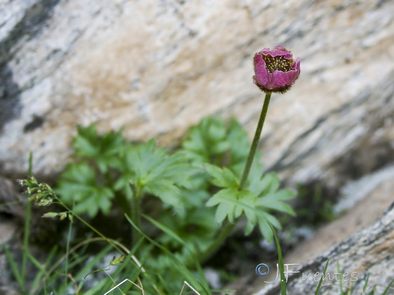 Ranunculus glacialis.03