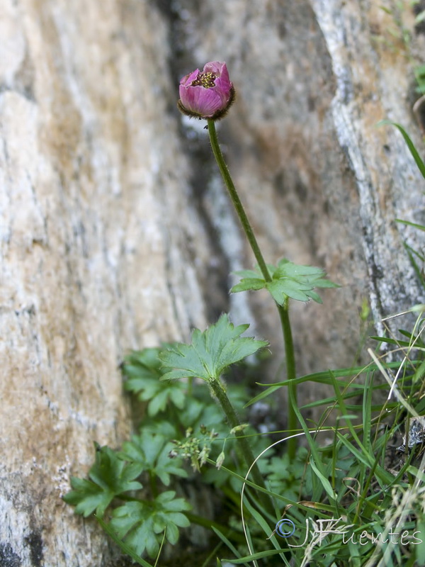 Ranunculus glacialis.04