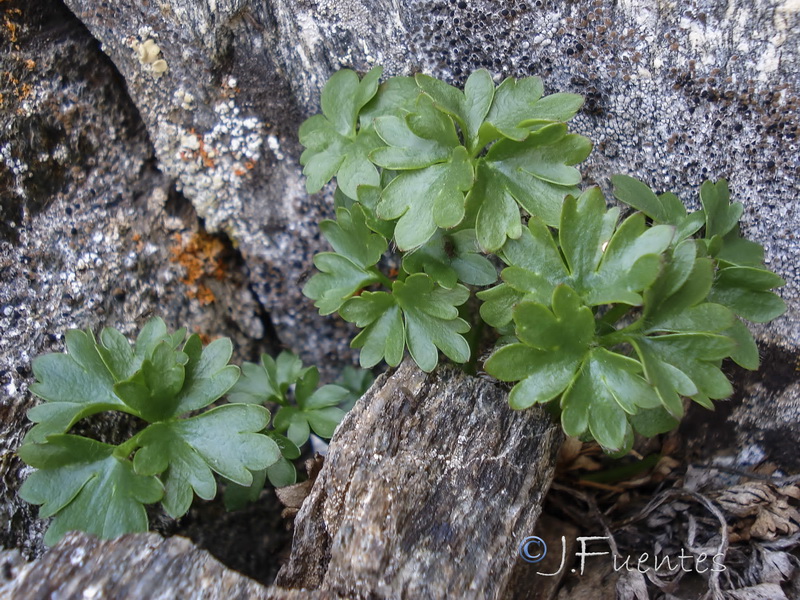 Ranunculus glacialis.09