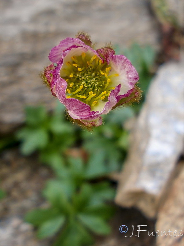 Ranunculus glacialis.10