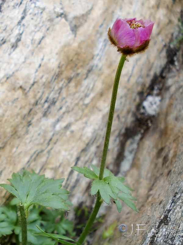 Ranunculus glacialis.11