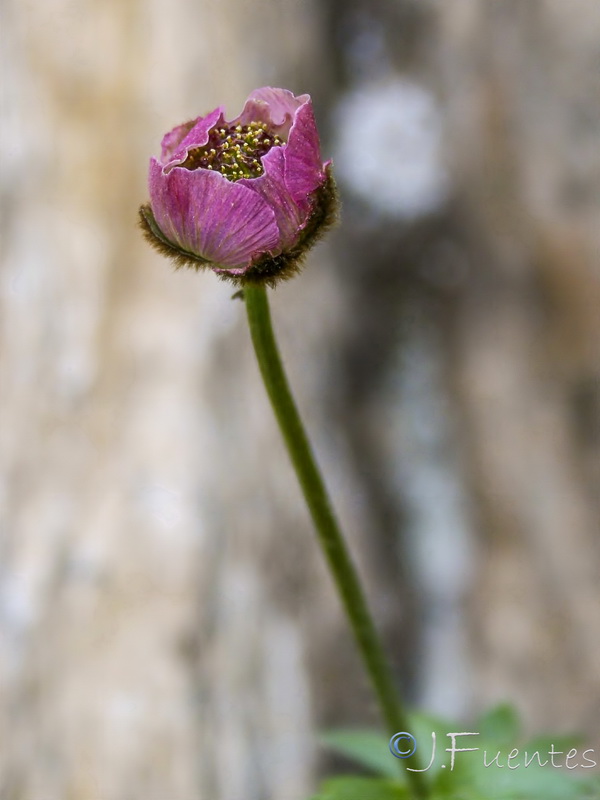 Ranunculus glacialis.12