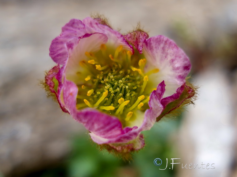 Ranunculus glacialis.13