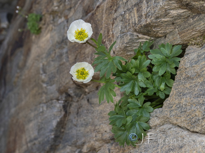 Ranunculus glacialis.17