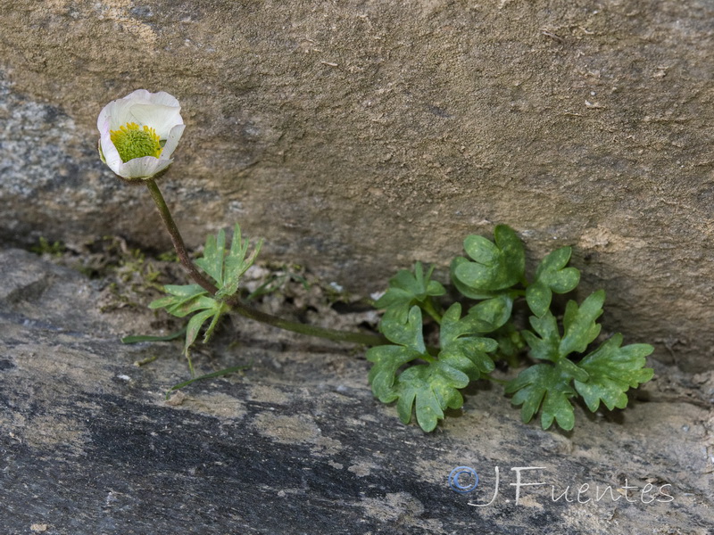 Ranunculus glacialis.18